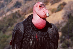 California condor